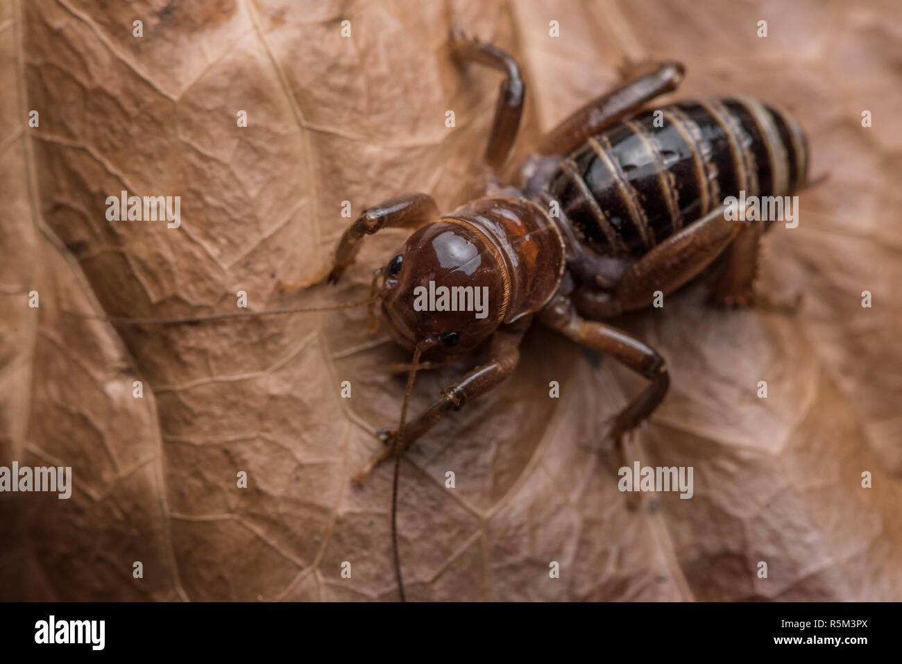 Gerusalemme cricket o bug di patate (Stenopelmatus fuscus), un residente comune di giardini in California. Si tratta di un insetto innocuo. Foto Stock