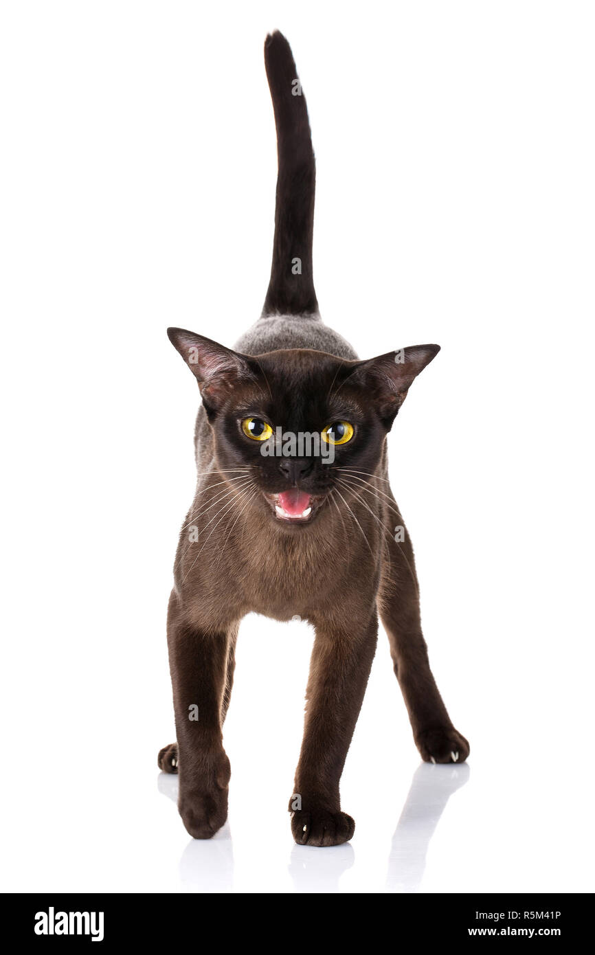 Gatto nero su uno sfondo bianco con una coda sollevata verso l'alto e bocca aperta Foto Stock