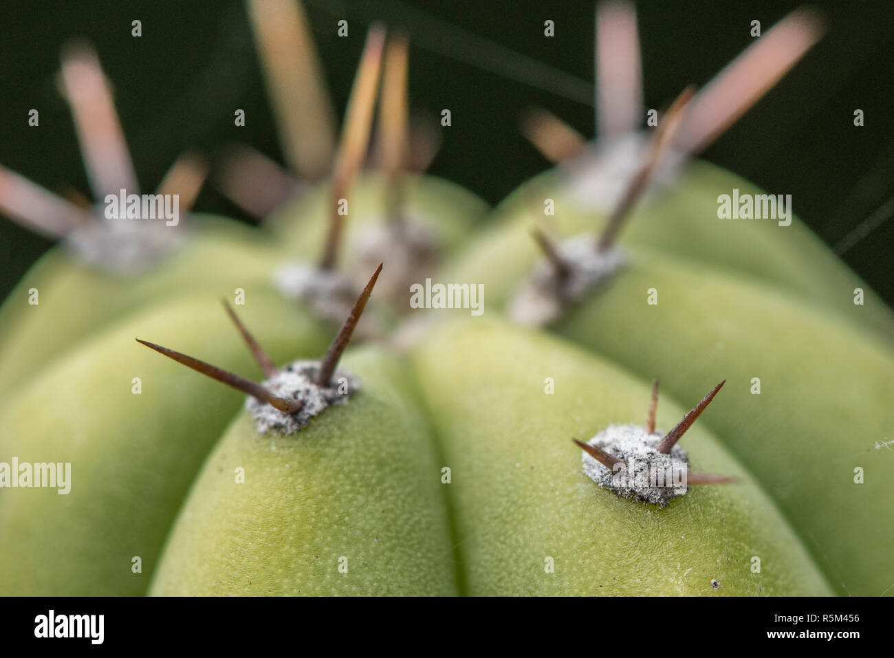 Il San Pedro cactus (Echinopsis Pachanoi crestato) è un comune di cactus ornamentali. Una chiusura dei suoi aculei. Foto Stock