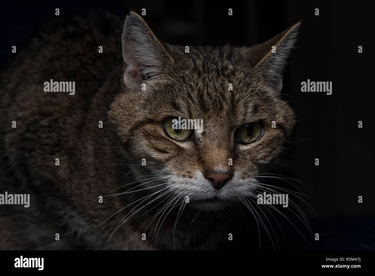 Un tabby cat intensamente alla ricerca di qualcosa al di fuori del telaio della foto. Foto Stock