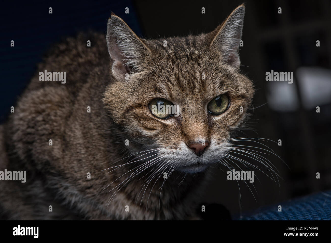 Un tabby cat intensamente alla ricerca di qualcosa al di fuori del telaio della foto. Foto Stock