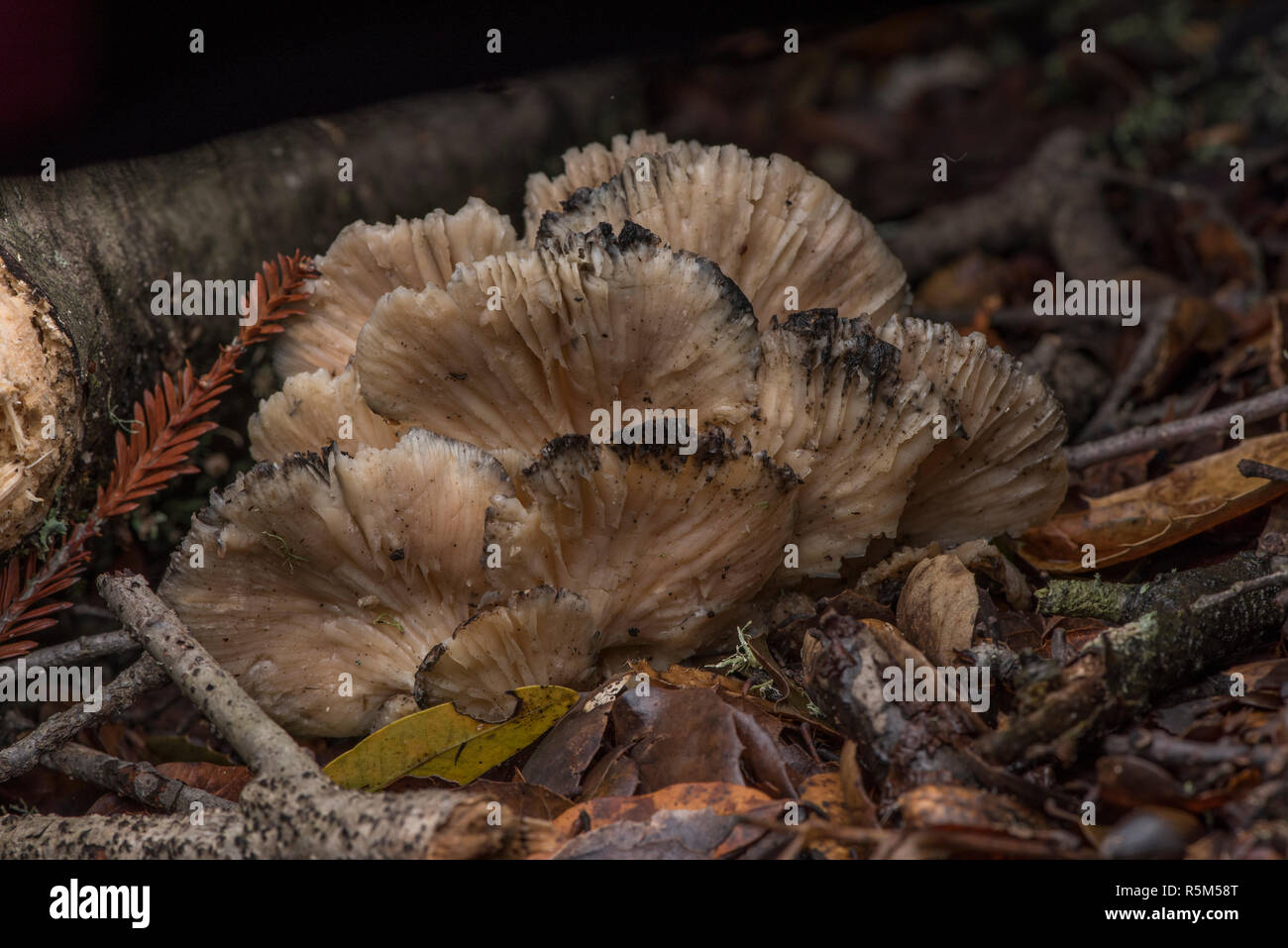 Di funghi selvatici che crescono in uno della California parchi regionali della zona della baia. Foto Stock