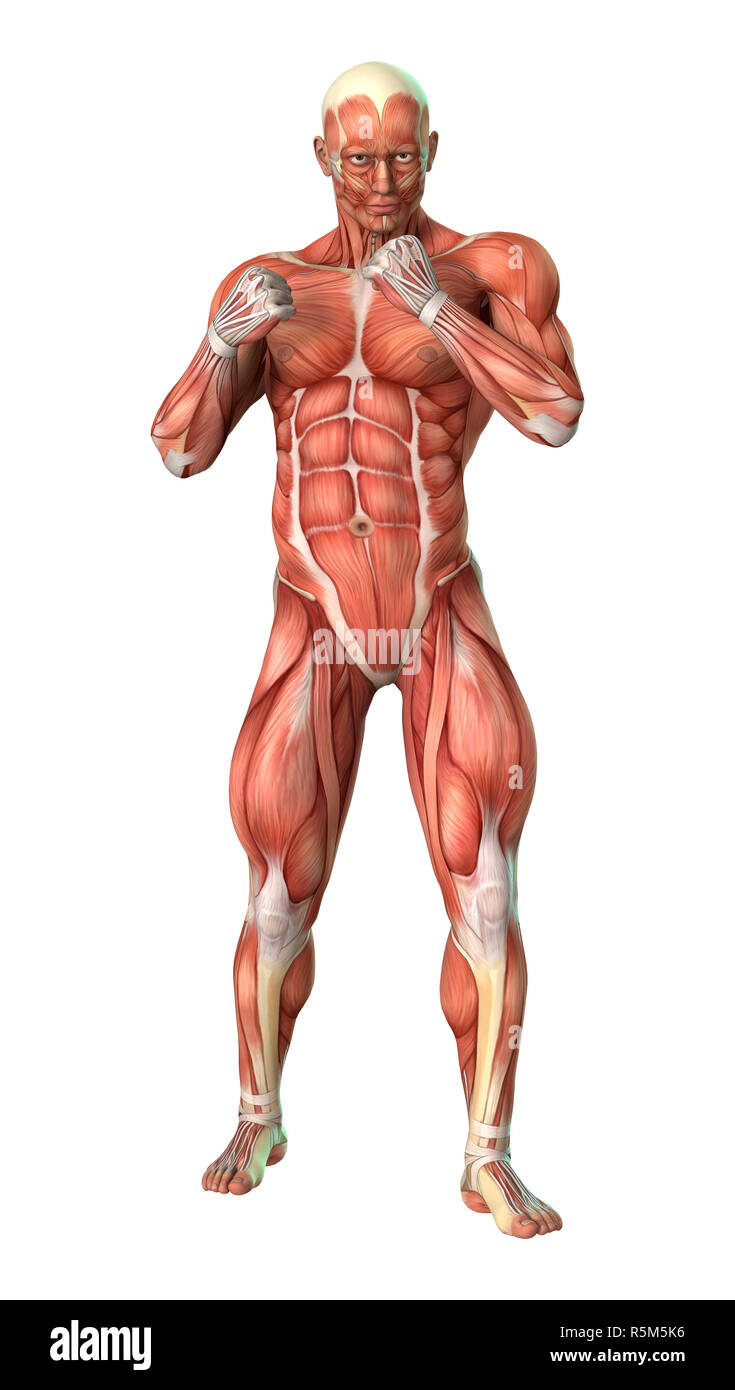 3D Rendering figura maschile mappe muscolari su bianco Foto Stock