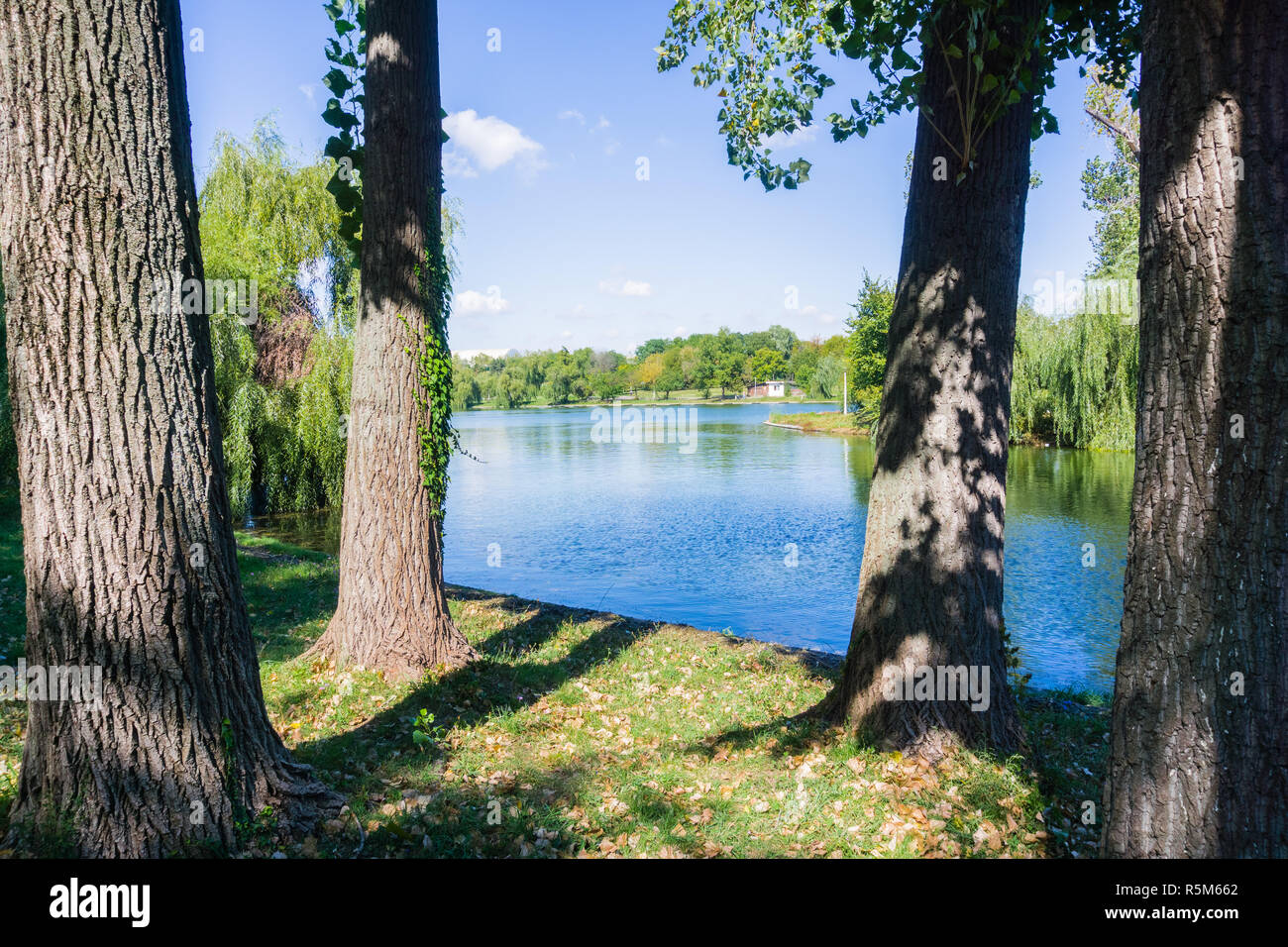 Vecchi alberi sulla riva di un lago artificiale creato molto tempo fa come parte di una pianificazione urbana progetto, Tineretului Park, Bucarest, Romania Foto Stock