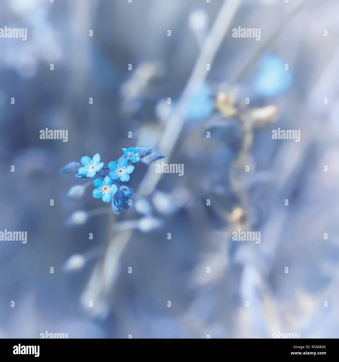 Dimenticare di bosco-me-non fiori Foto Stock