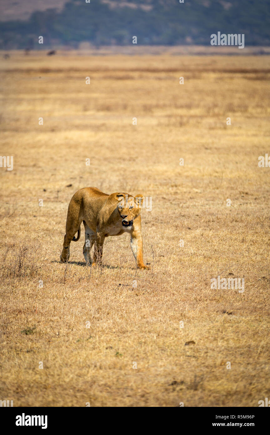 Una leonessa solitaria all'interno del cratere di Ngorongoro in Tanzania, Africa Foto Stock