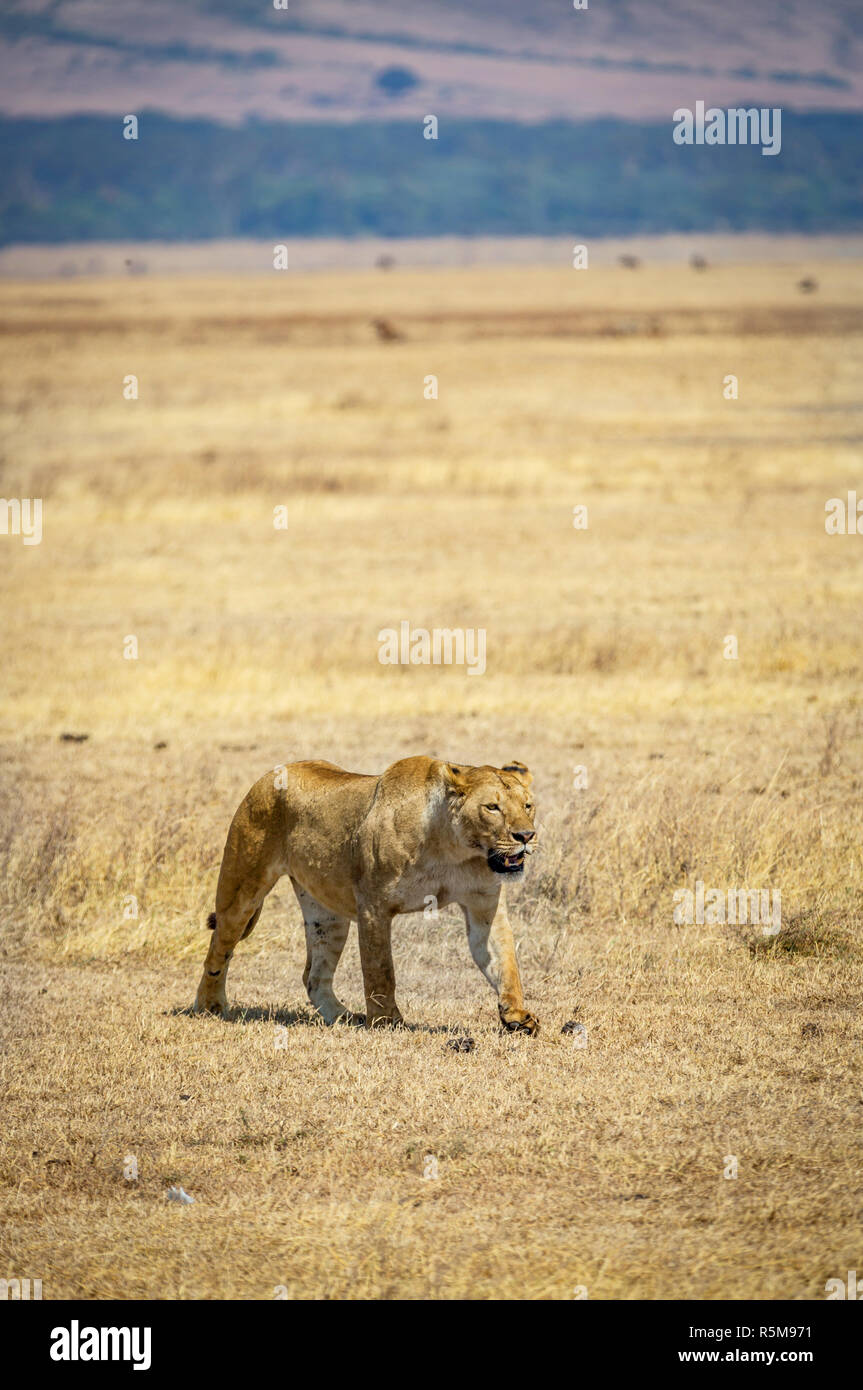 Una leonessa solitaria all'interno del cratere di Ngorongoro in Tanzania, Africa Foto Stock