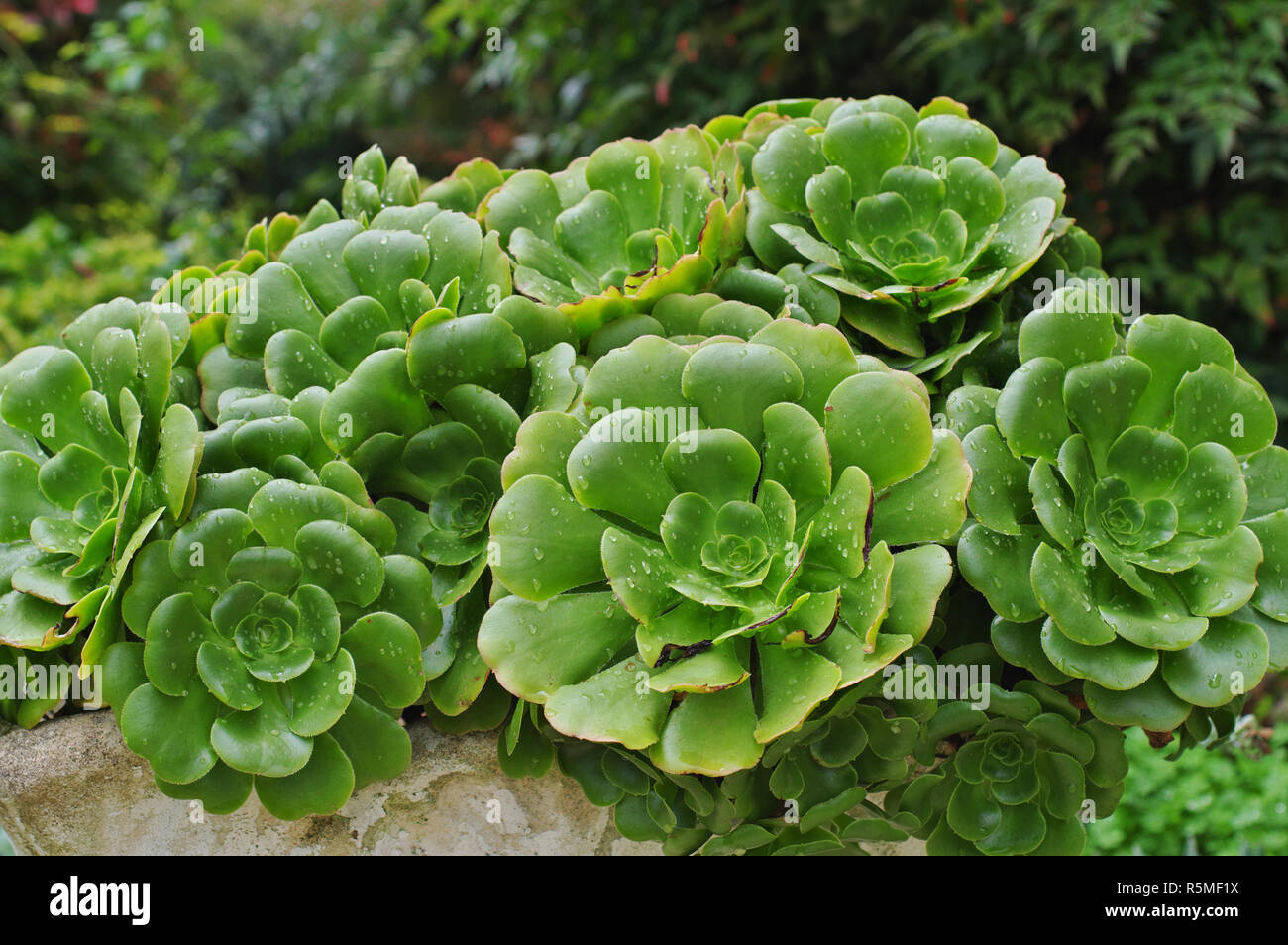 Le piante succulente in un giardino (Piante succulente | Dicotiledoni, forse Echeveria sp.) Foto Stock