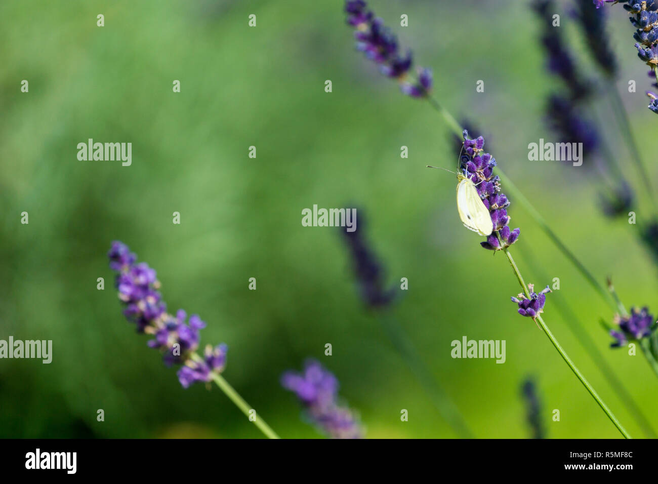 Close-up di un bel giallo Buttefly (cavolo bianco) a farfalla che siede su una pianta di lavanda Foto Stock