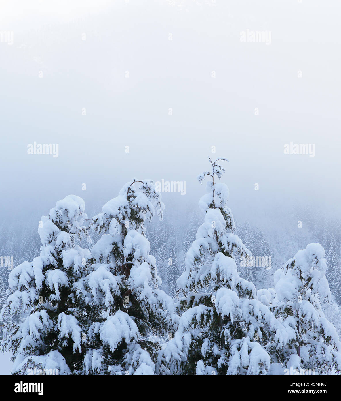Incantevole paesaggio invernale con neve coperti di alberi in frosty mattinata nebbiosa, copyspace di grandi dimensioni per il testo. Foto Stock