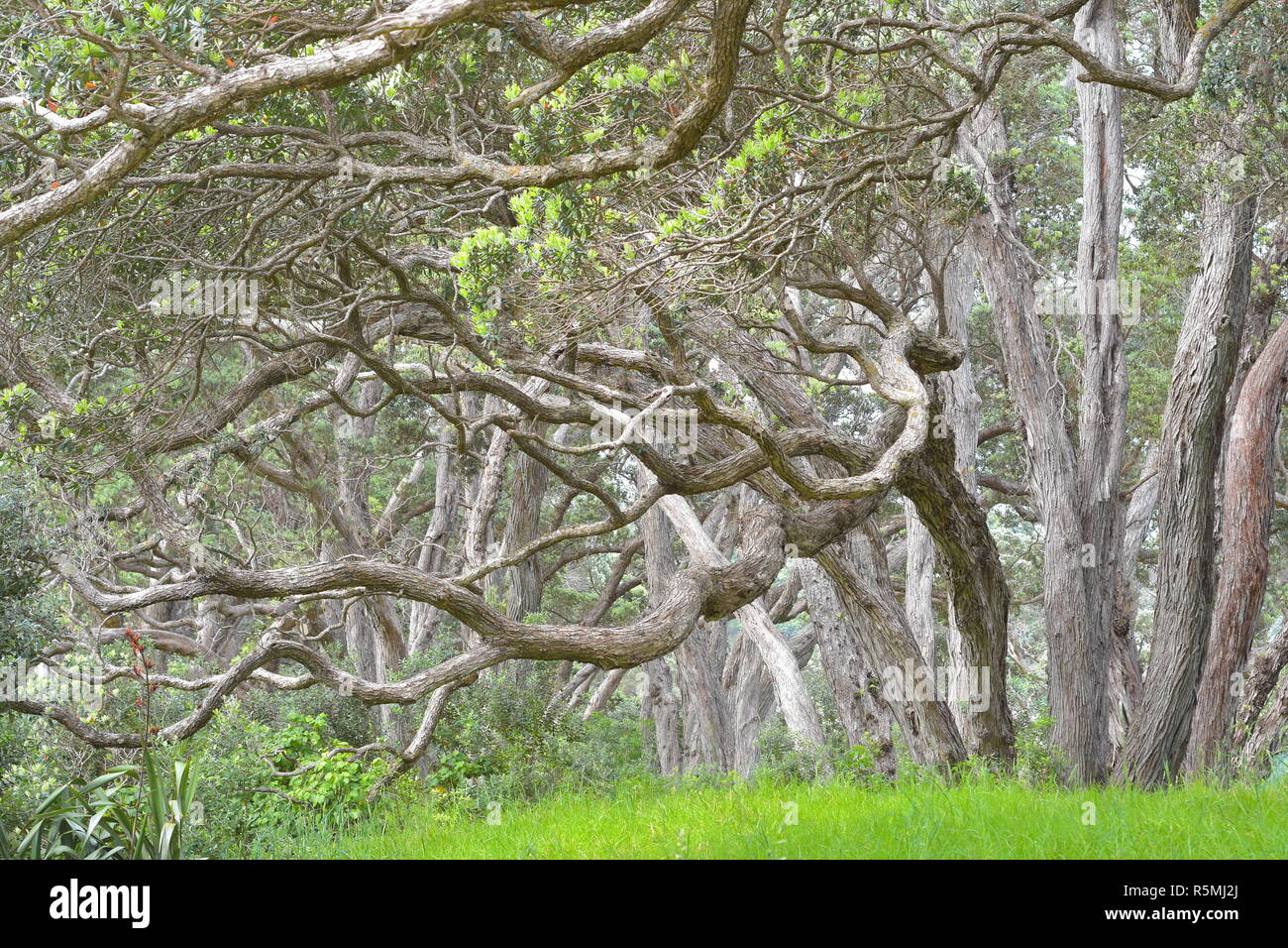 Fitta tronchi di alberi pohutukawa con lunghi rami piegati fino a terra. Foto Stock