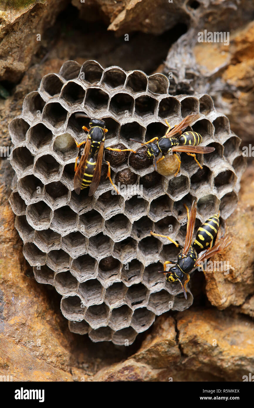 Nido del campo di montagna-erbaccia polistes biglumis Foto Stock