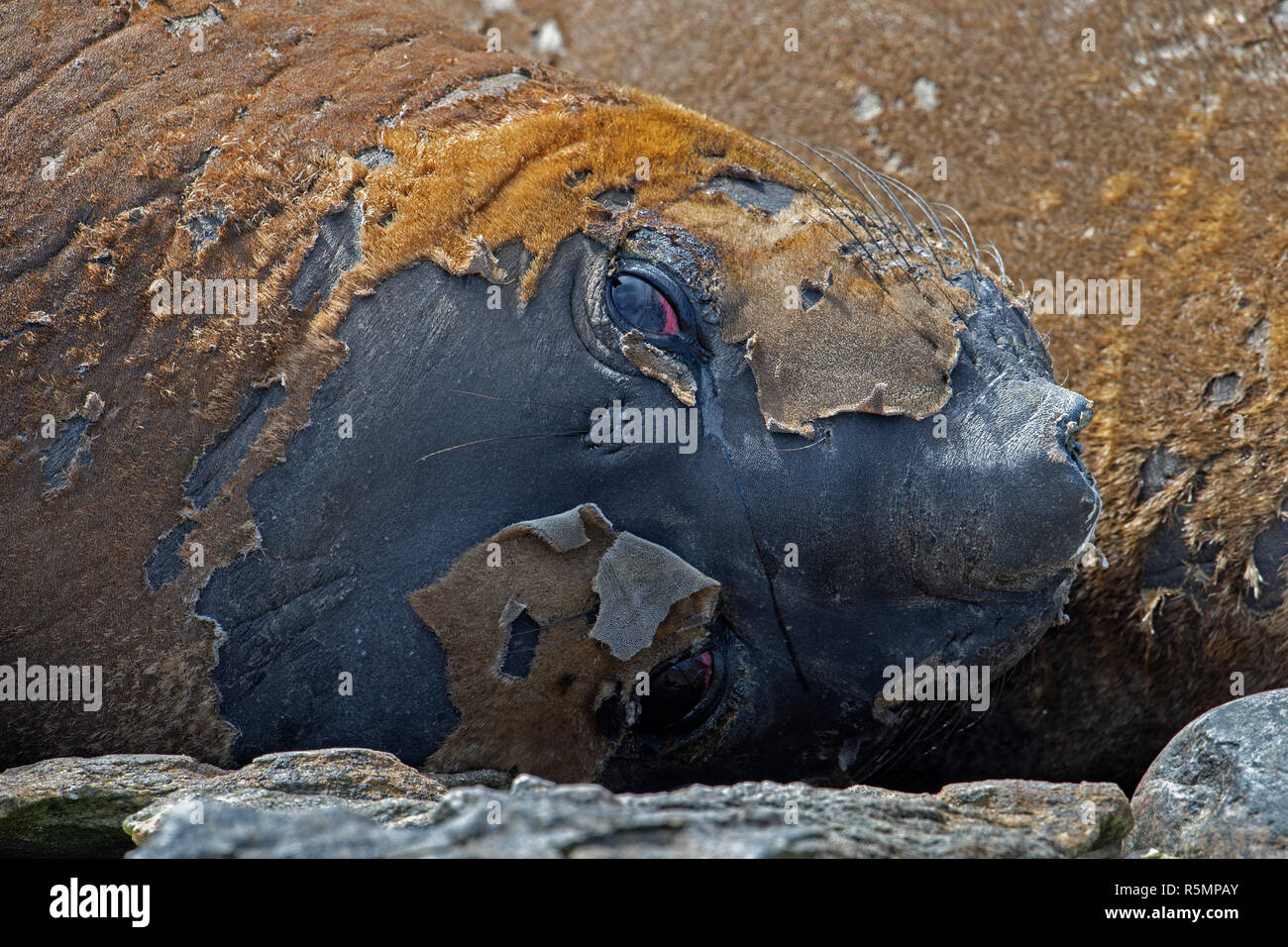 Elefante meridionale mirounga guarnizione testa leonina shot posa sulla spiaggia nella muta la carcassa Island Isole Falkland Foto Stock