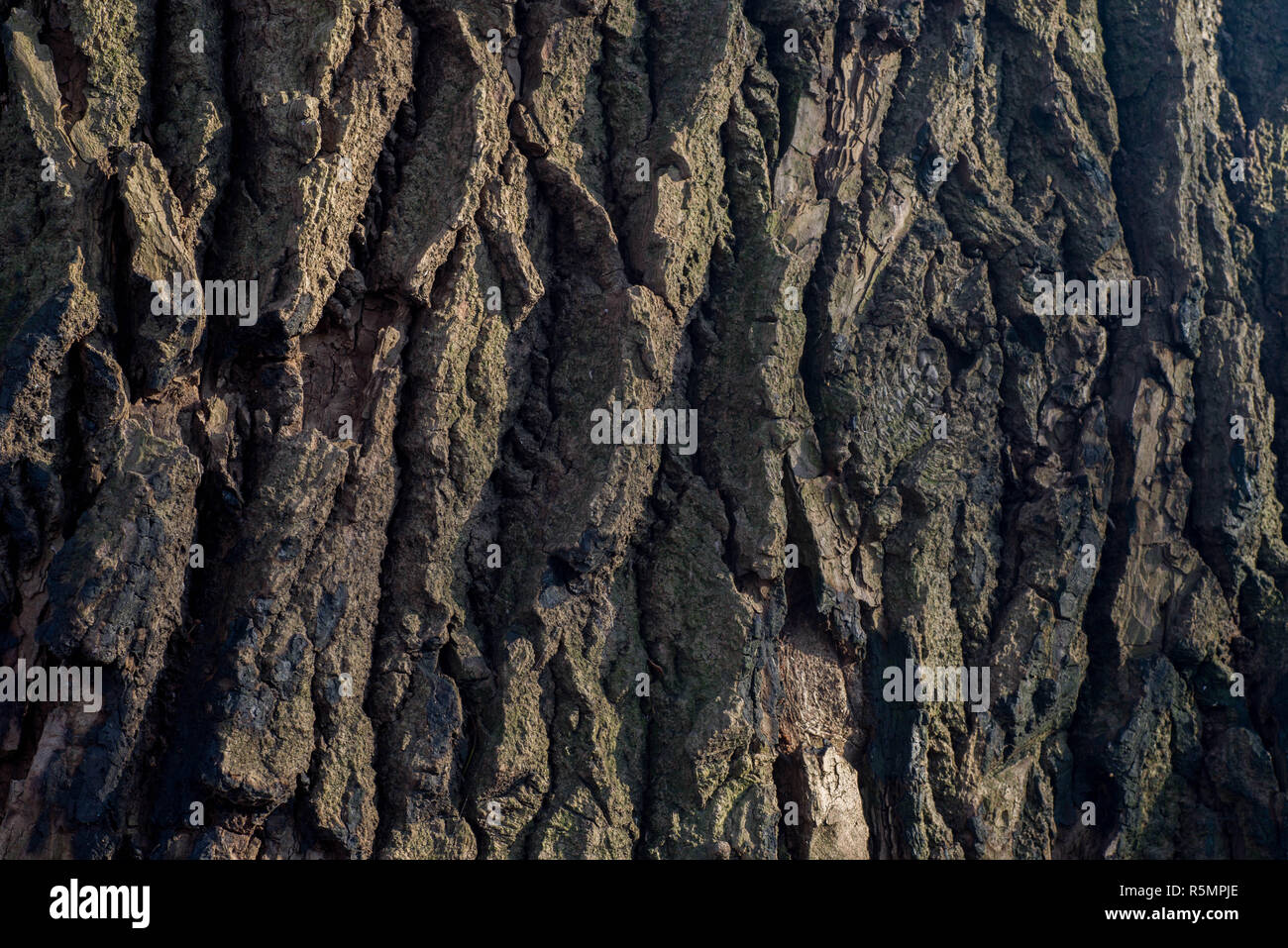 Vecchia corteccia di pioppo texture di sfondo macro Foto Stock