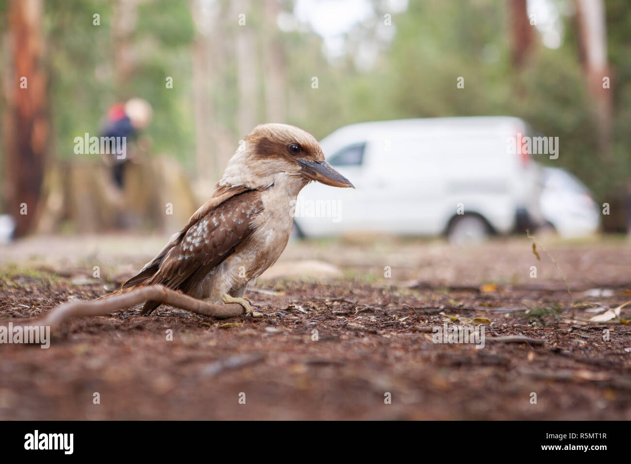 Kookaburra sul terreno su sfondo sfocato closeup Foto Stock