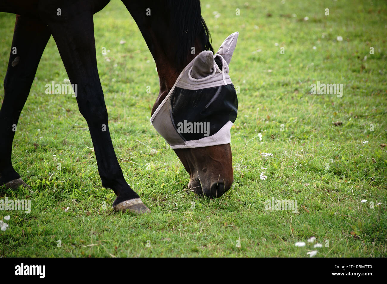 Cavallo con volare la protezione della testa Foto Stock