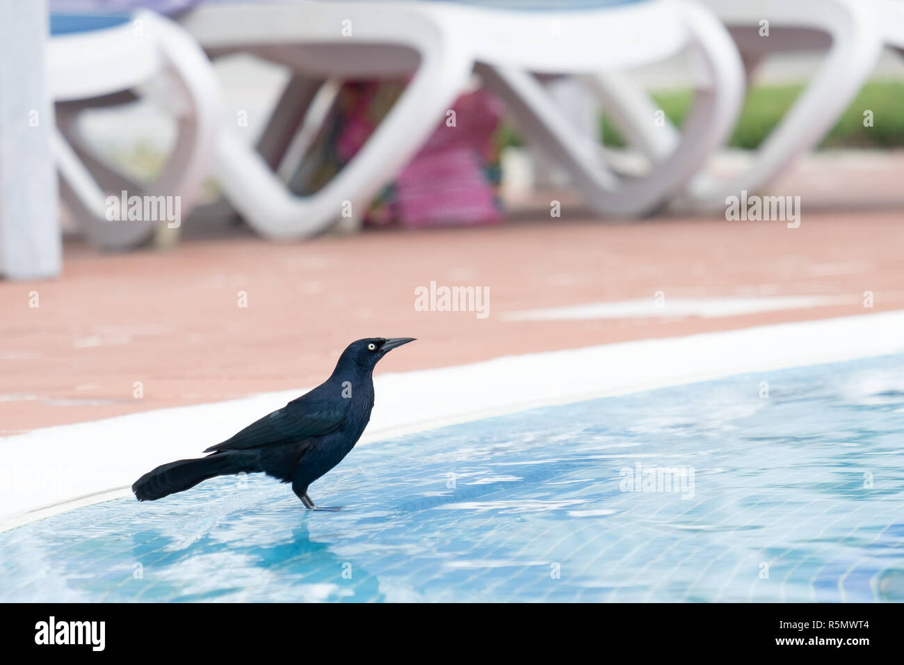 Una maggiore Antillean Grackle , Quiscalus niger, bagna in una piscina vicino a Jibacoa Cuba. Foto Stock