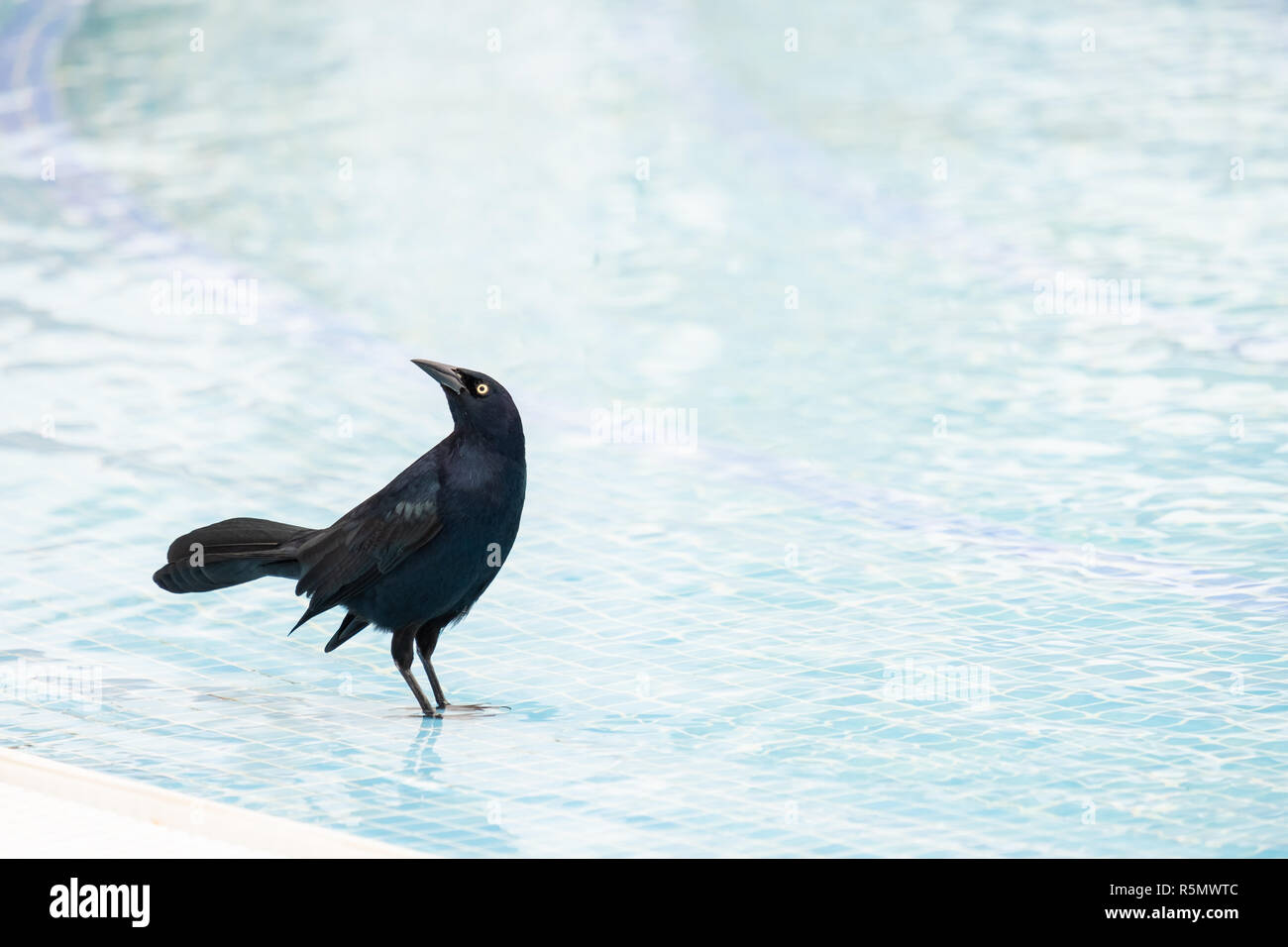 Una maggiore Antillean Grackle , Quiscalus niger, bagna in una piscina vicino a Jibacoa Cuba. Foto Stock