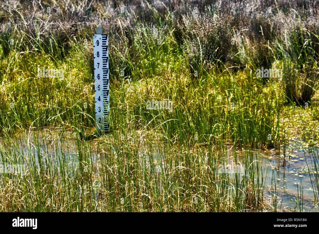 Due pollici di acqua profonda sul Marsh Foto Stock