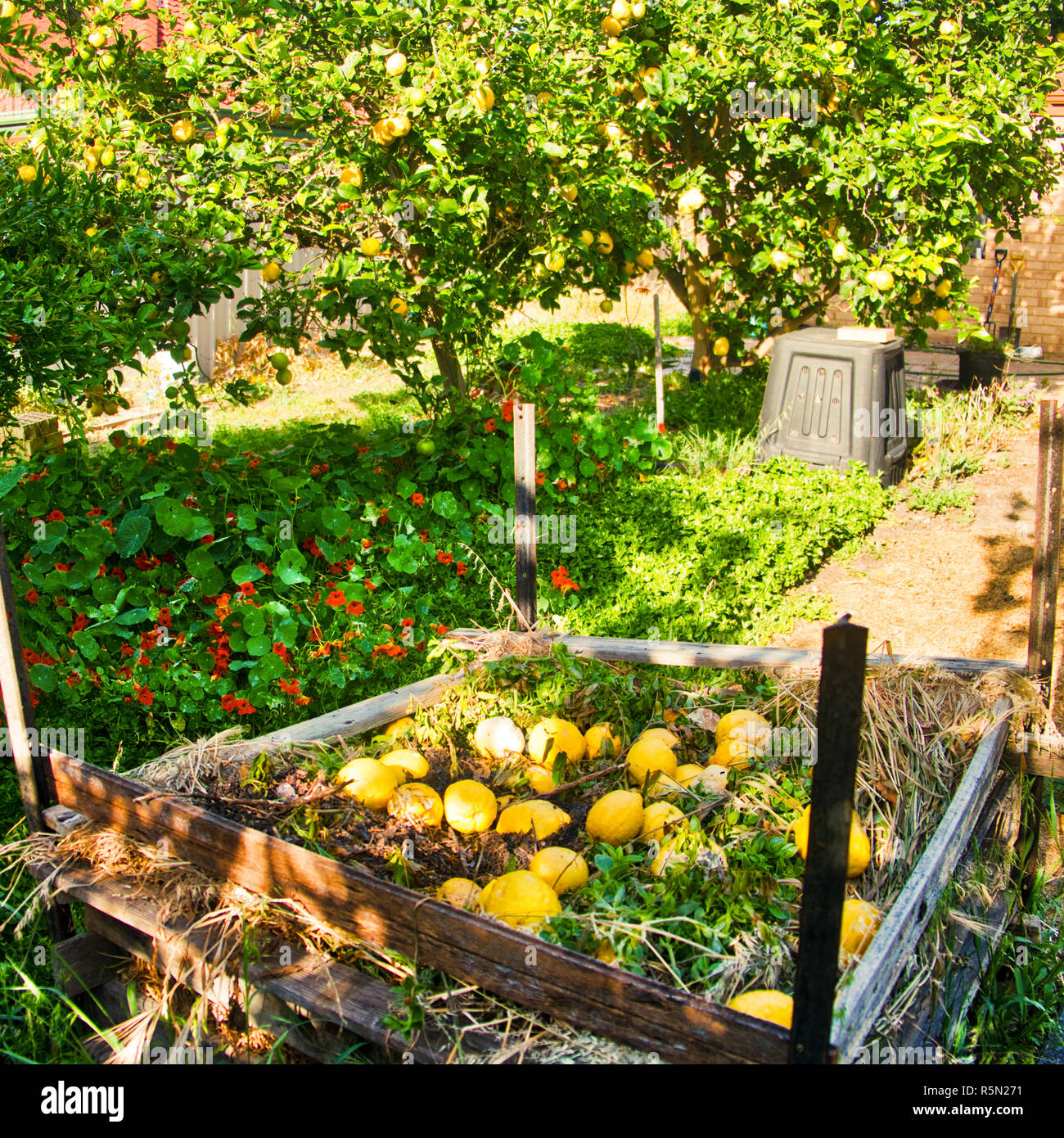 Un eccesso di limoni sulla parte superiore del mucchio di composto Foto Stock