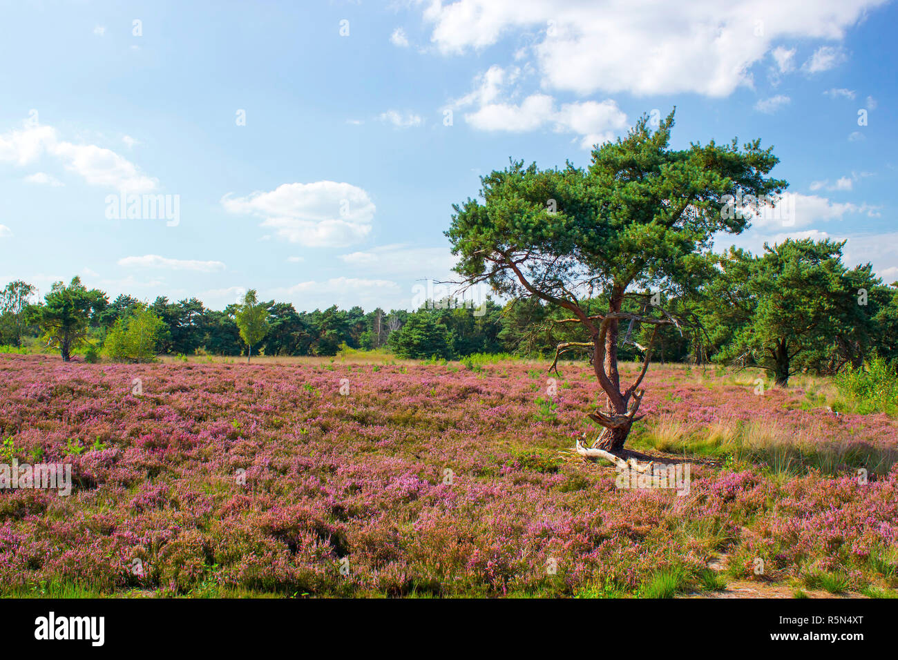 Brughiera nel parco nazionale maasduinen nei Paesi Bassi Foto Stock