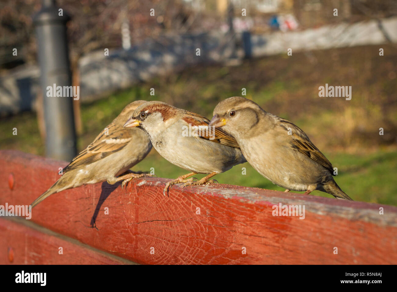 Casa passero seduto fuori. Uccelli urbani. Alimentazione di pane Foto Stock