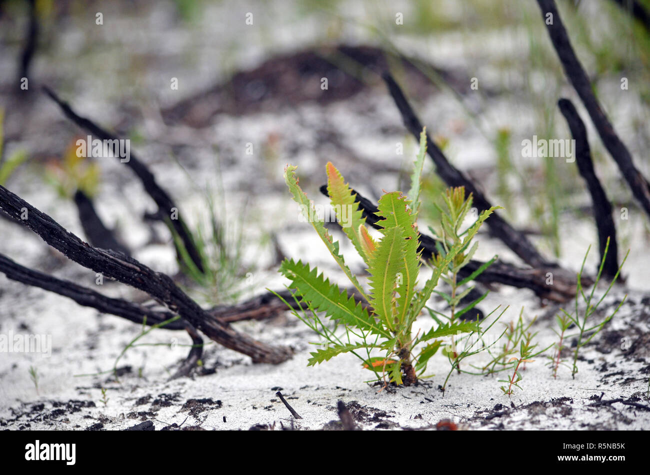 Piccolo Banksia serrata Vivaio Coltivazione in suolo sabbioso in heath nella parte anteriore del bruciato e annerito le filiali a seguito di una bushfire. Il Royal National Park, NSW Foto Stock