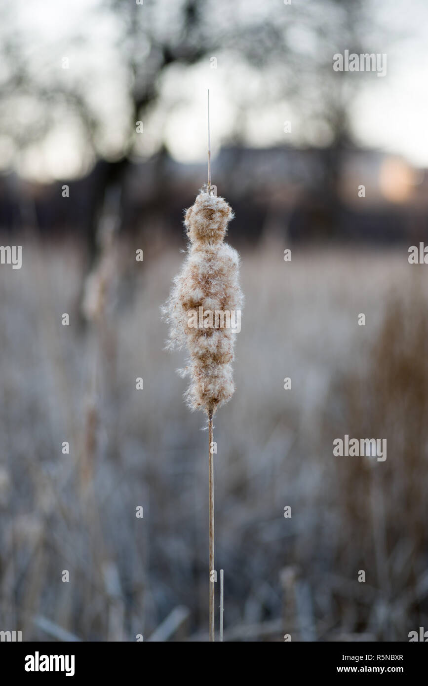 Cattails (Typha latifolia) versando il seme, primo piano Foto Stock