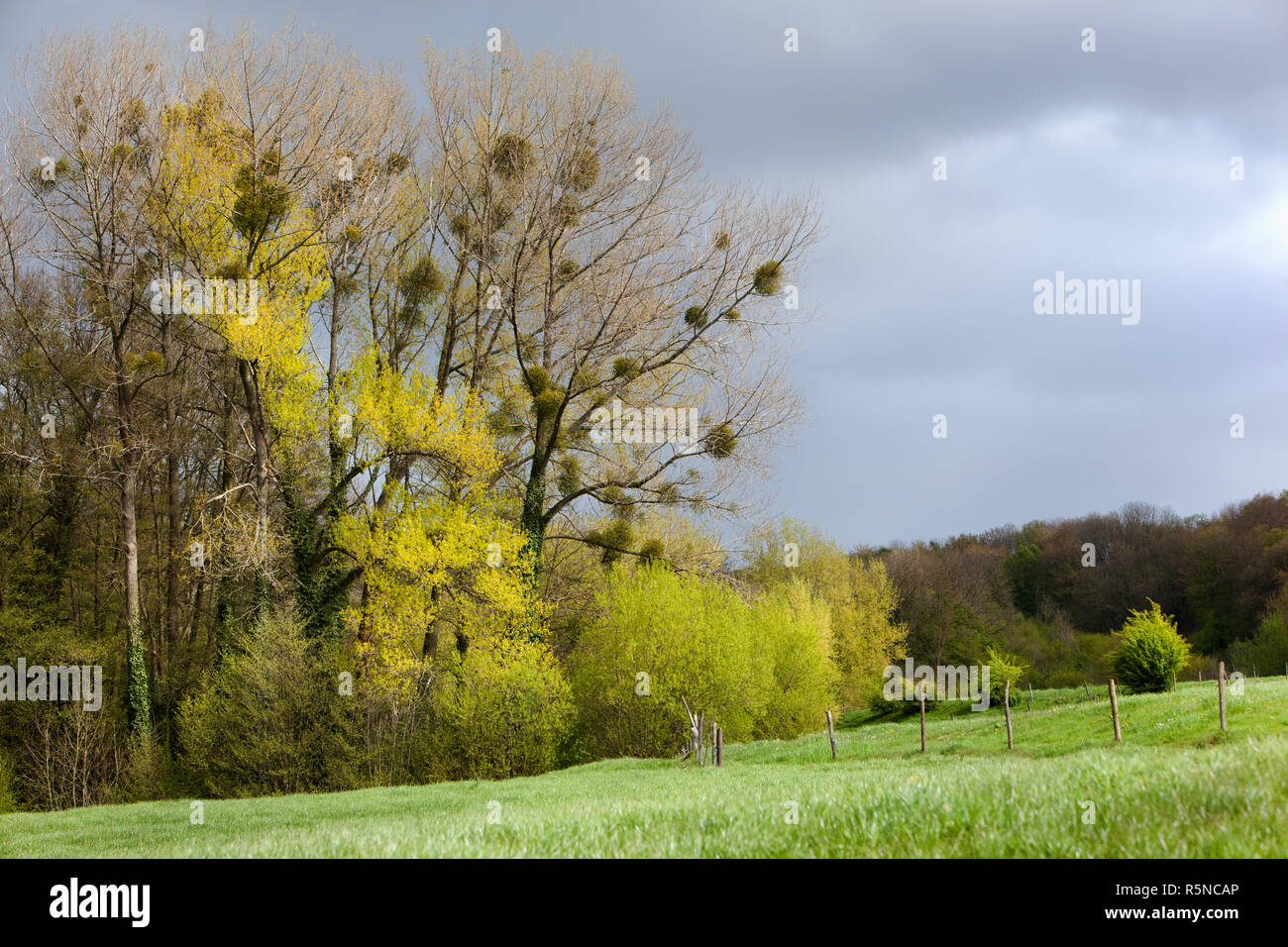 Paesaggio di alberi con mistletoes Foto Stock