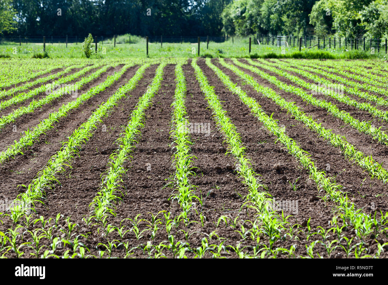 Campo con giovani piante in una riga Foto Stock