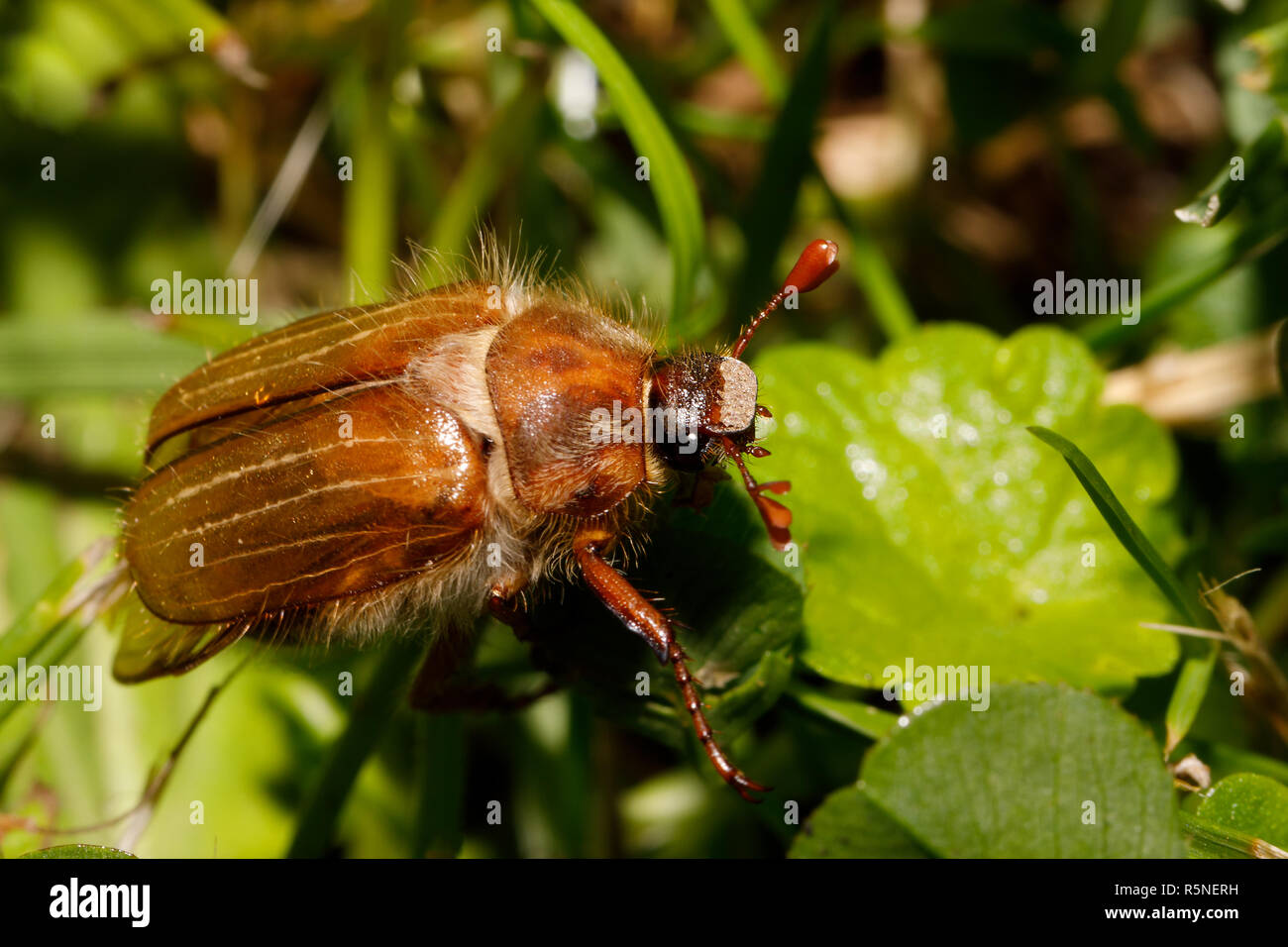 Comune (Cockchafer Melolontha melolontha) Foto Stock