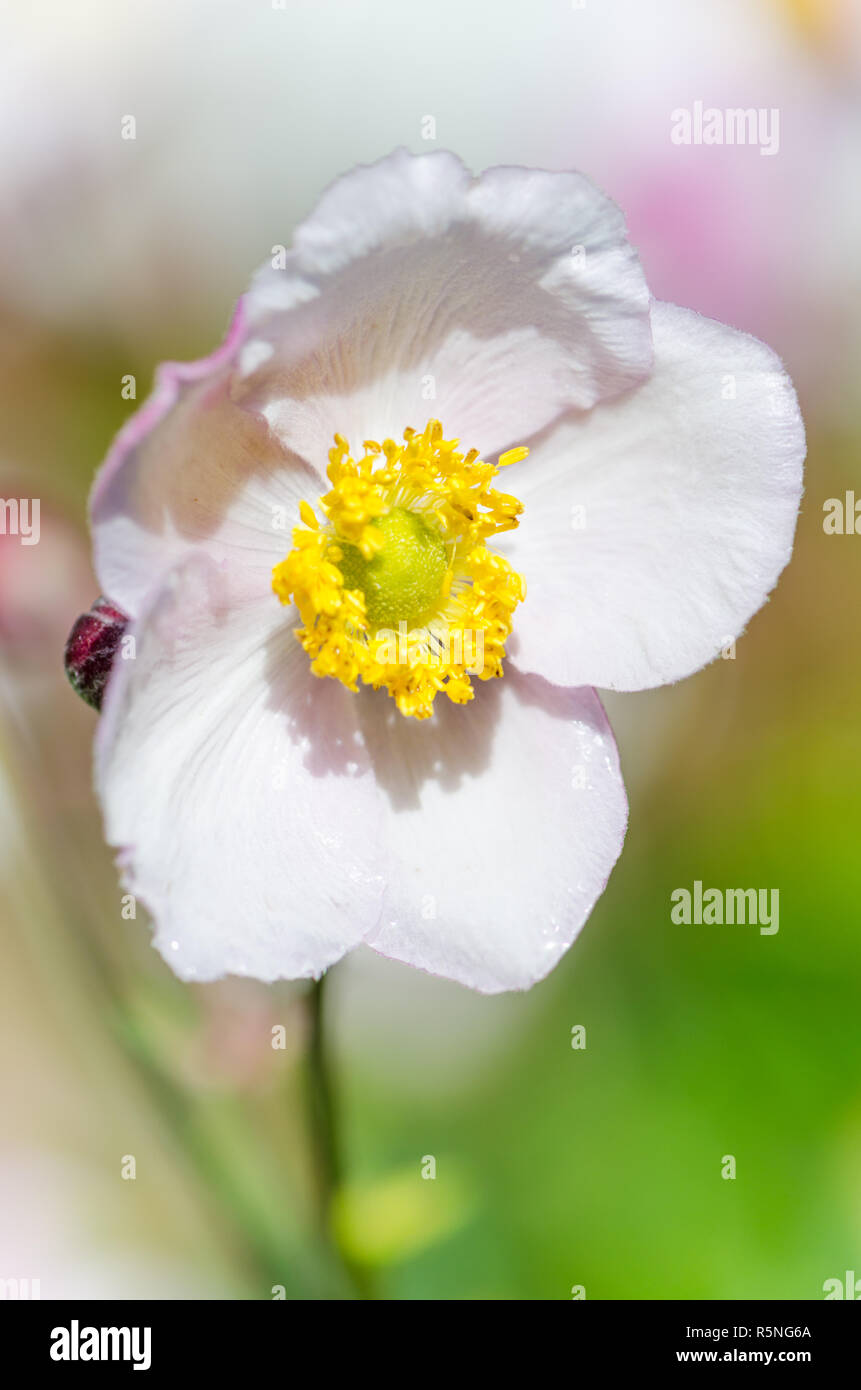 Rosa pallido fiore anemone giapponese, close-up Foto Stock