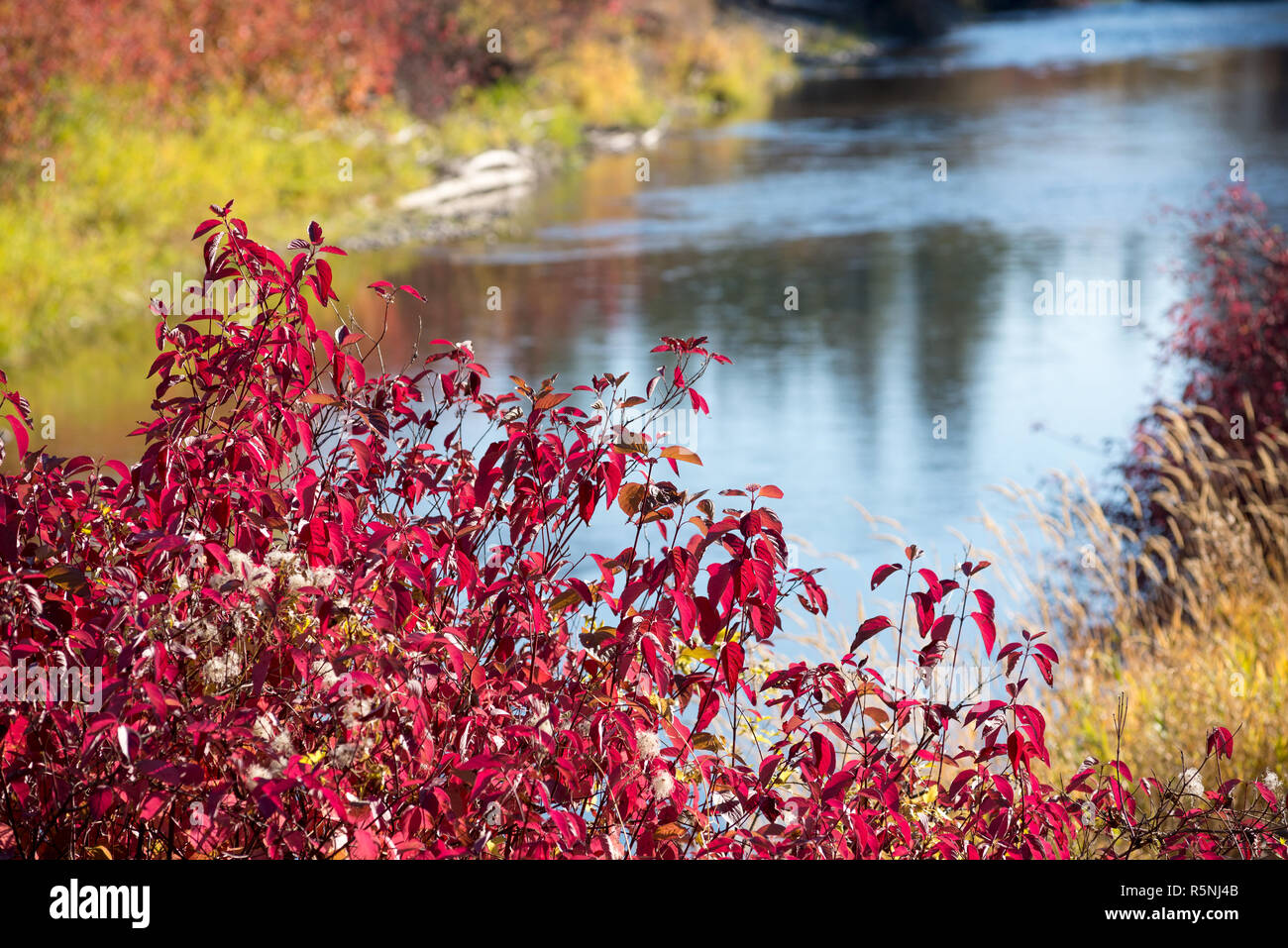 Sanpoil fiume in autunno, Collville Indian Reservation, Washington. Foto Stock