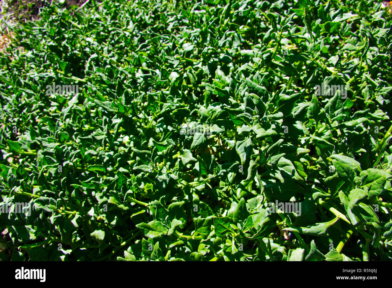 Spinaci della Nuova Zelanda pesante-cuscinetto erbaccia nutriente Foto Stock