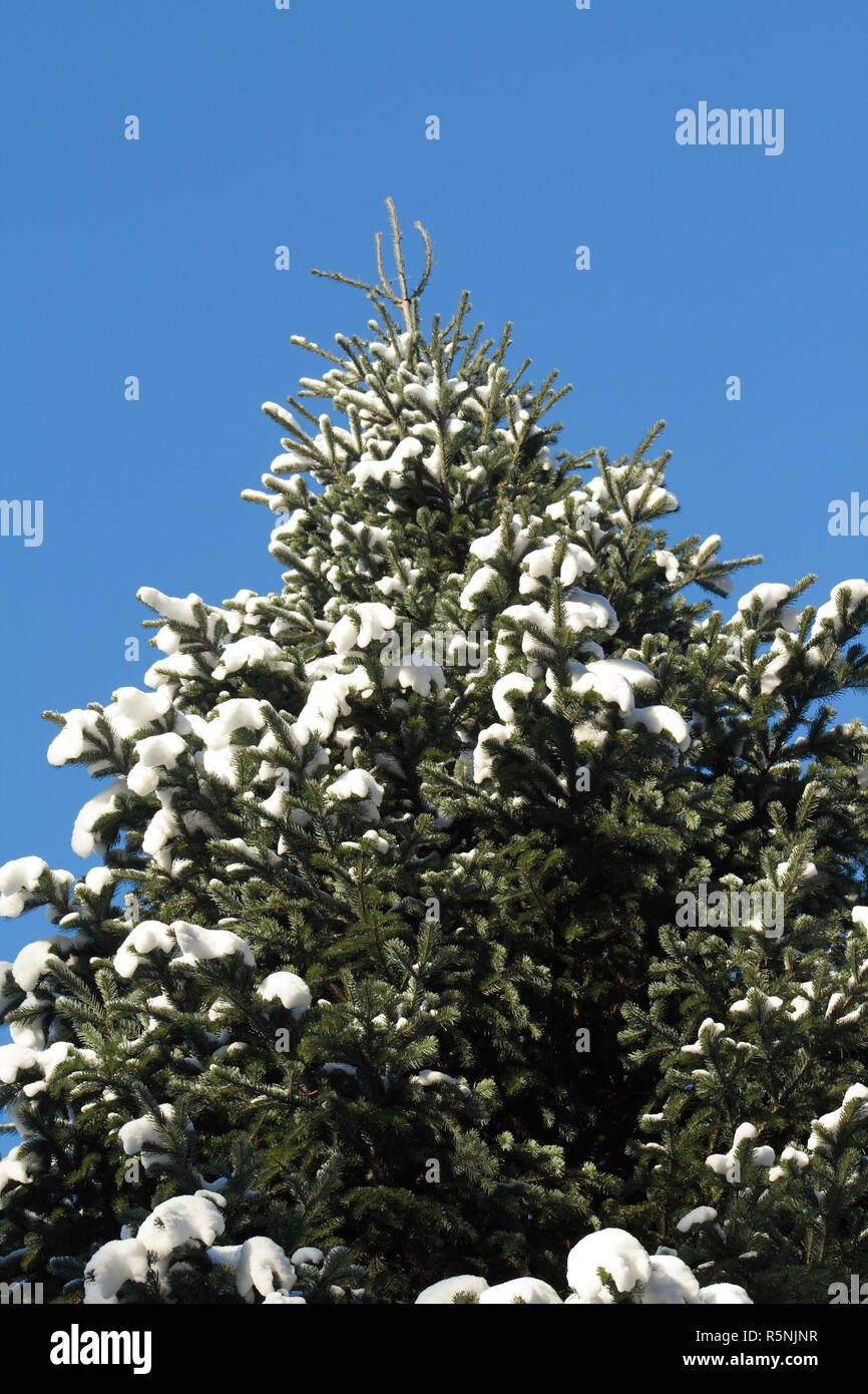 Primo piano di alta abete a neve sullo sfondo con cielo blu Foto Stock