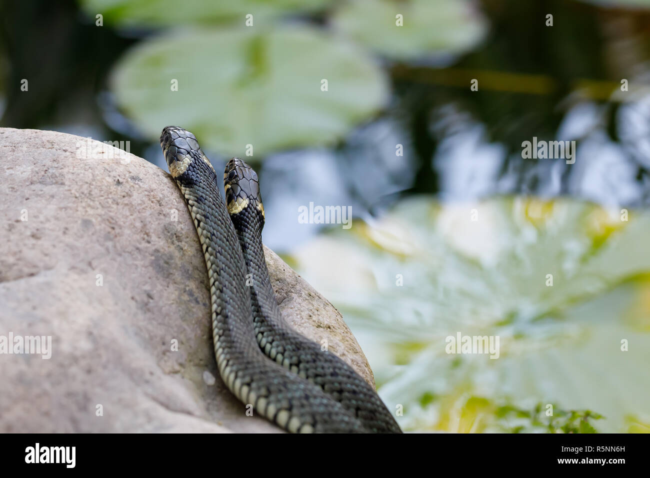 Biscia dal collare (Natrix natrix) close up Foto Stock