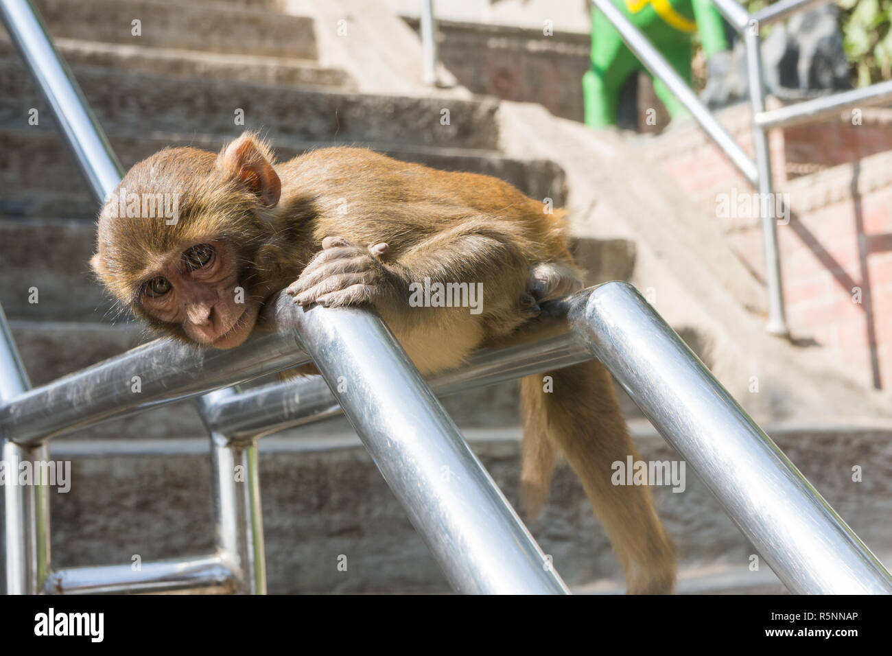 Macaco Rhesus (Mucaca Mulatta) scimmia infantile sul corrimano in Swayambhunath o Tempio delle Scimmie, Kathmandu, Nepal Foto Stock