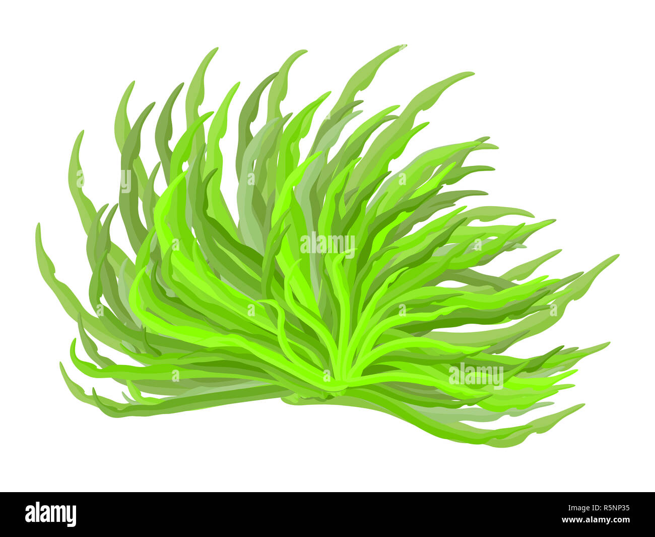 Vettore di alghe icona simbolo di design. Bella illustrazione isolati su sfondo bianco Foto Stock