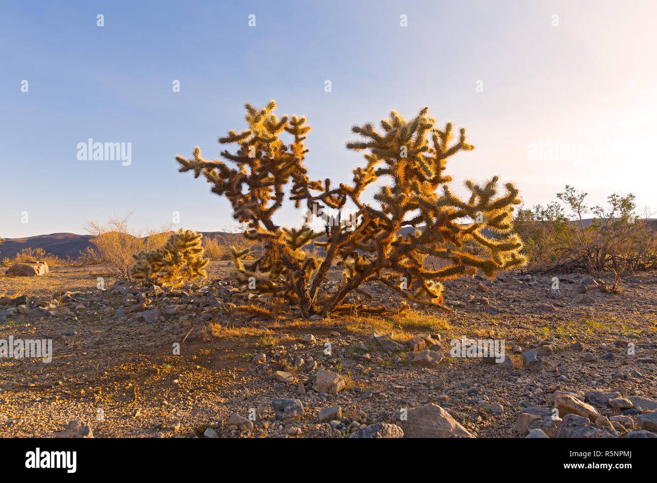 Il cactus arbusto chiamato teddy-bear cholla al tramonto nel deserto. Impianto di Cactus nativo a nord del Messico e in California, Arizona e Nevada, USA. Foto Stock