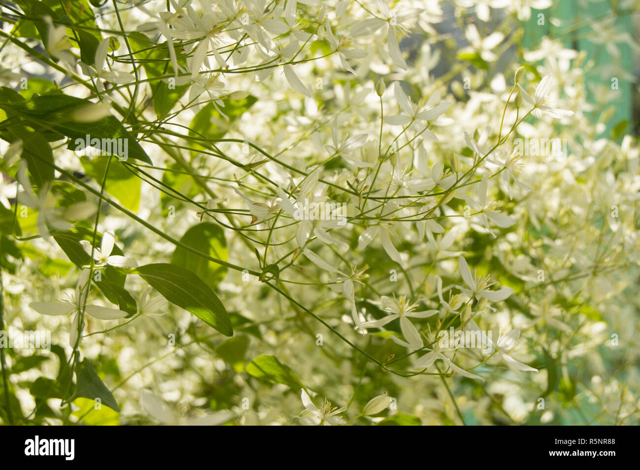 Bellissimo sfondo - i fiori di Clematis paniculata Foto Stock