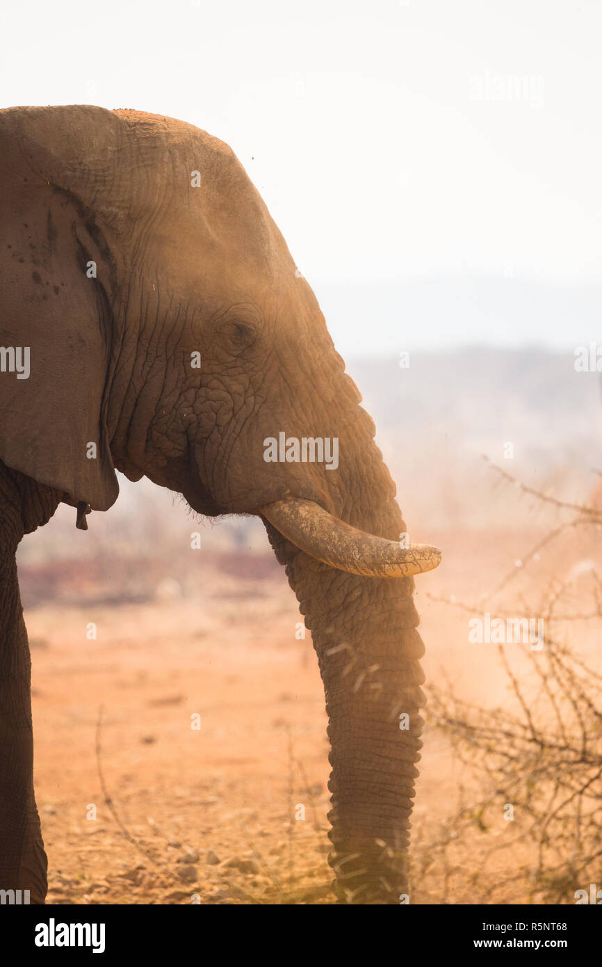 Elefante africano (Loxodonta africana) lato sul e nel profilo in close up shot con una nube di polvere che lo circondano in Namibia Foto Stock