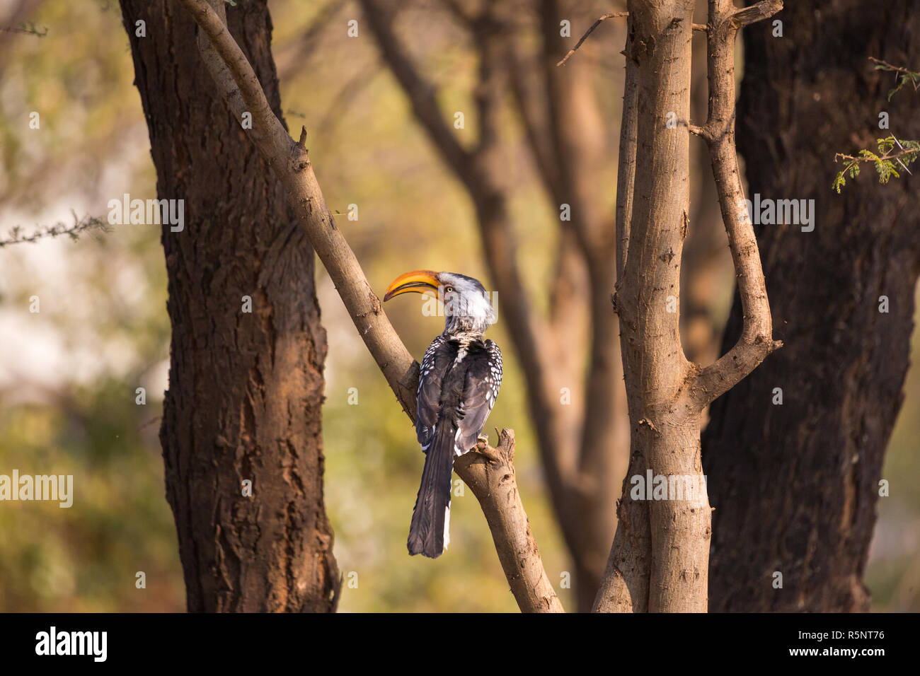 Southern Yellow fatturati hornbill bird (Tockus leucomelas) appollaiato su un ramo di un albero che si trova in una piccola foresta in Namibia Foto Stock