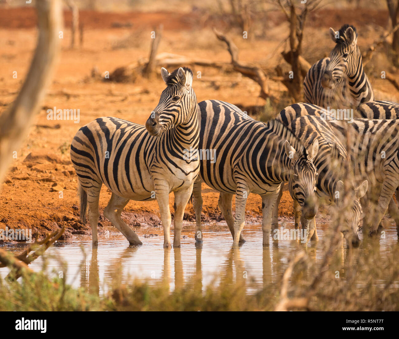 Zebra mandria o zebre a waterhole o foro di irrigazione in Namibia cercando alert mentre si beve Foto Stock