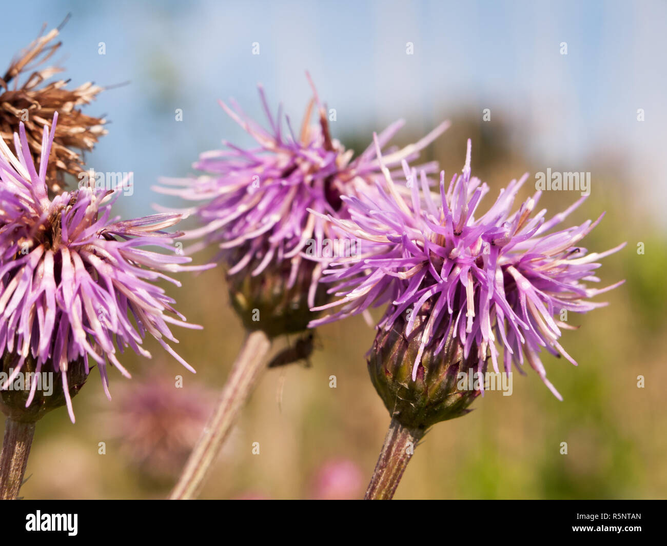 Rosa cardo le teste dei fiori close up Silybum marianum Foto Stock