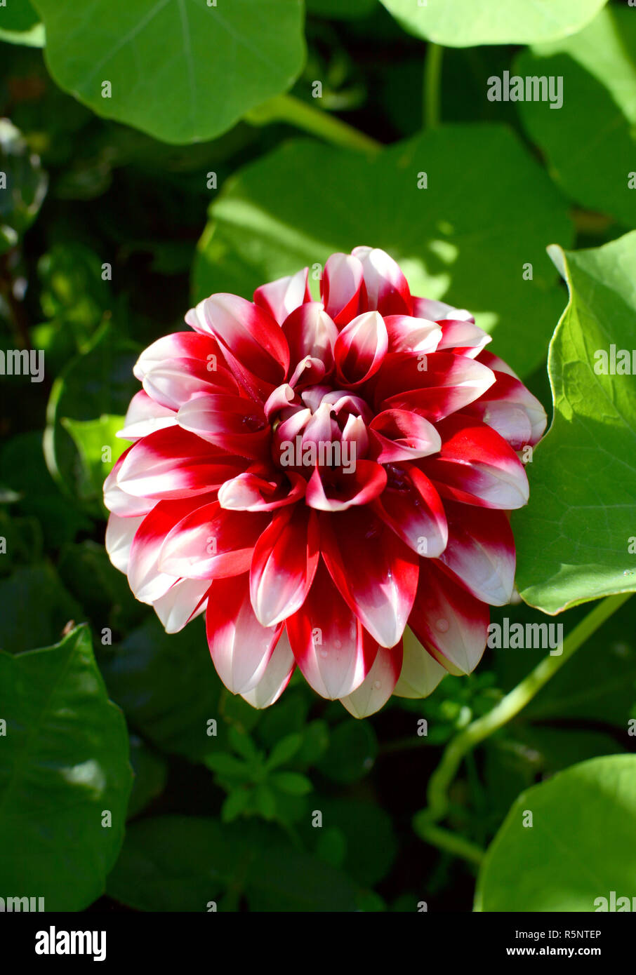 Red dahlia fiore bianco con petali a punta Foto Stock