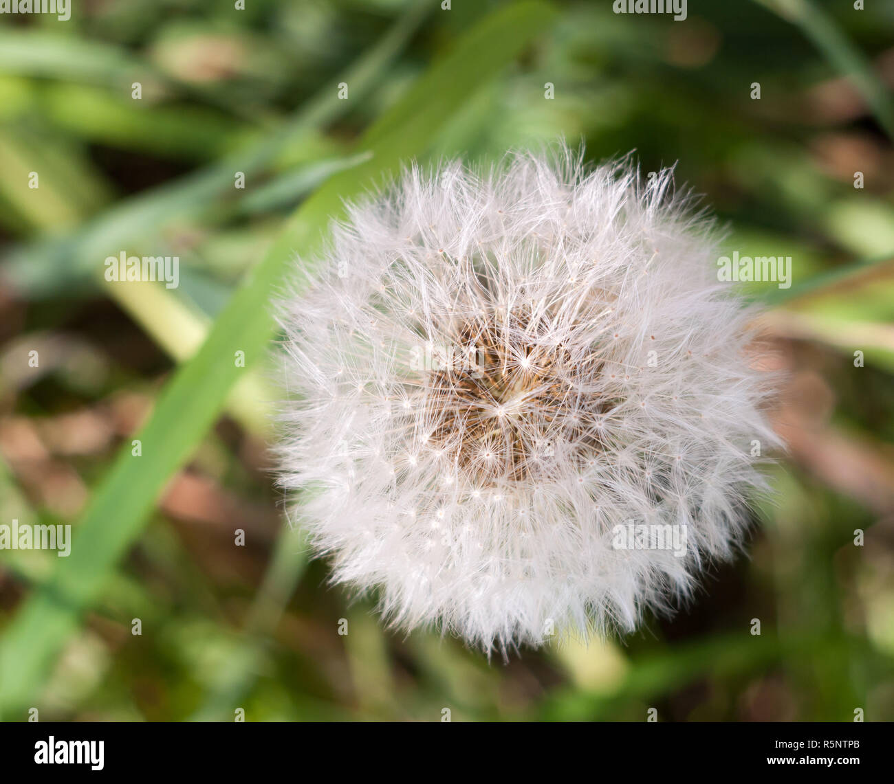 Fiore bianco semi di testa piena di tarassaco Taraxacum officinale Foto Stock