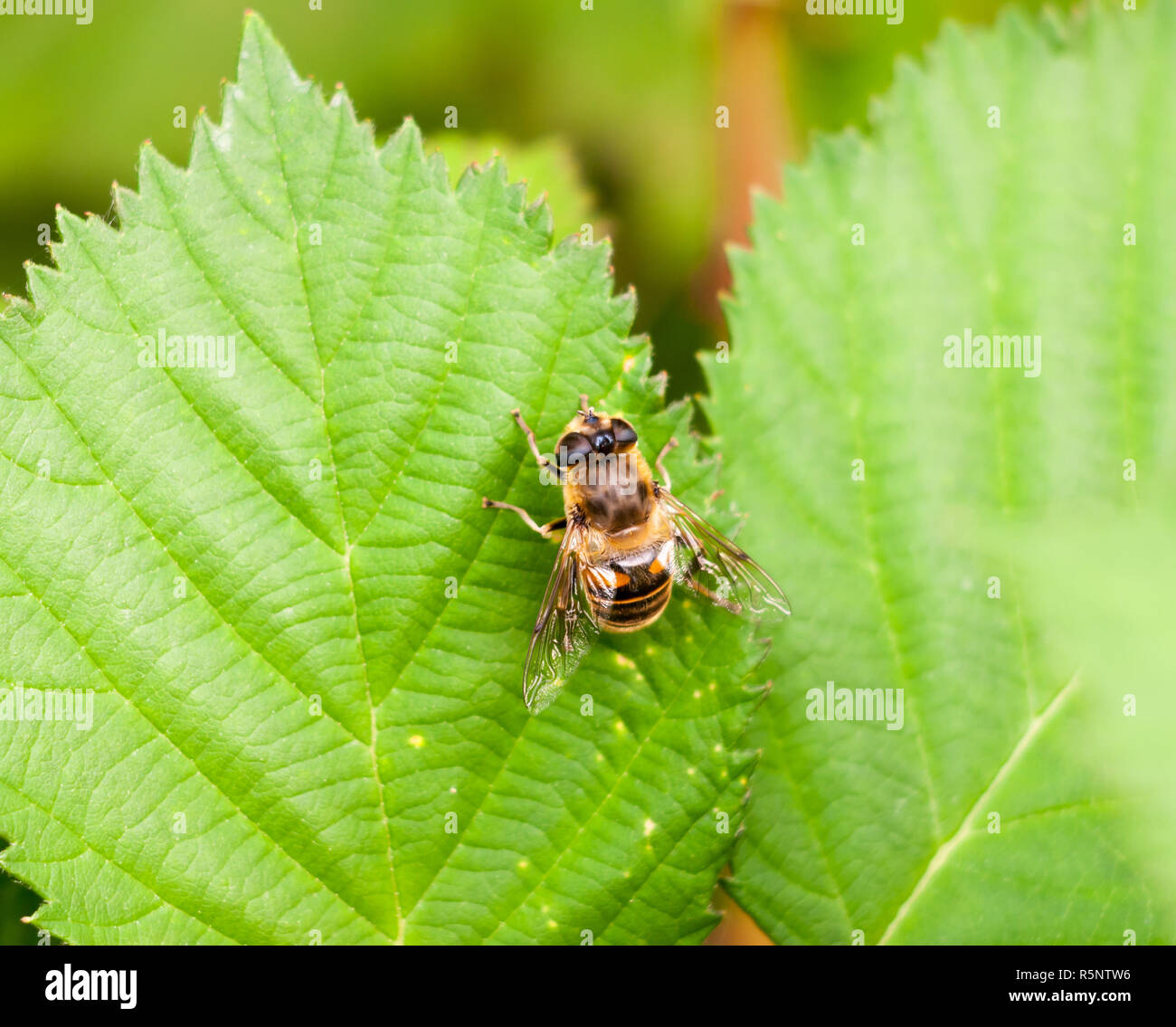 Grande giallo e nero Belted Hover volare sulla foglia verde Volucella zonaria Foto Stock