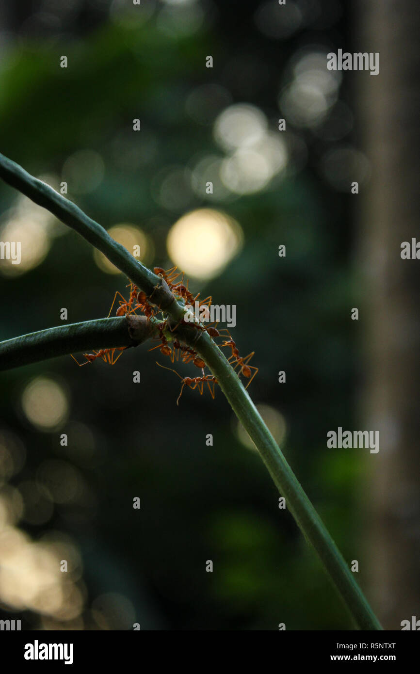 Foto di un esercito di formiche su una pianta verde con un bokeh sfondo. Foto Stock