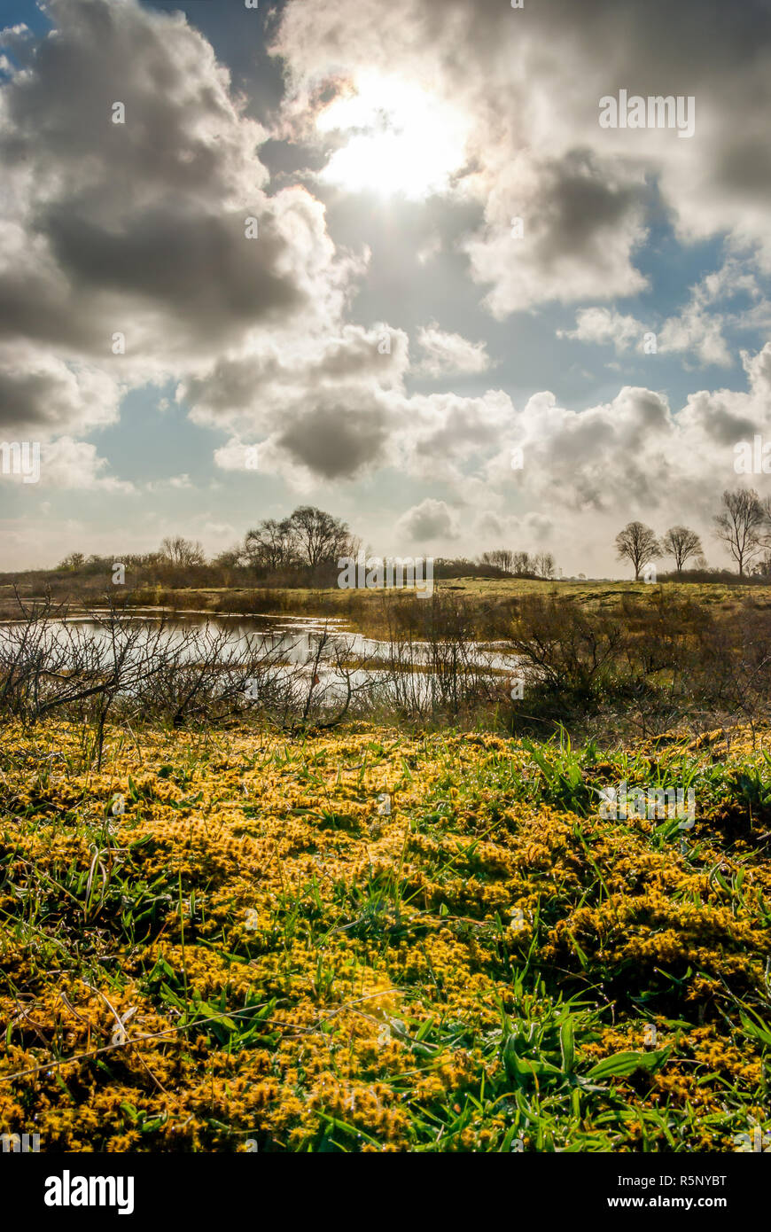 I giovani di colore giallo-verde muschio haircap presso la riva del piccolo lago di dune si illumina come il sole del mattino trafigge da dietro una nuvola e rende le gocce di rugiada Foto Stock