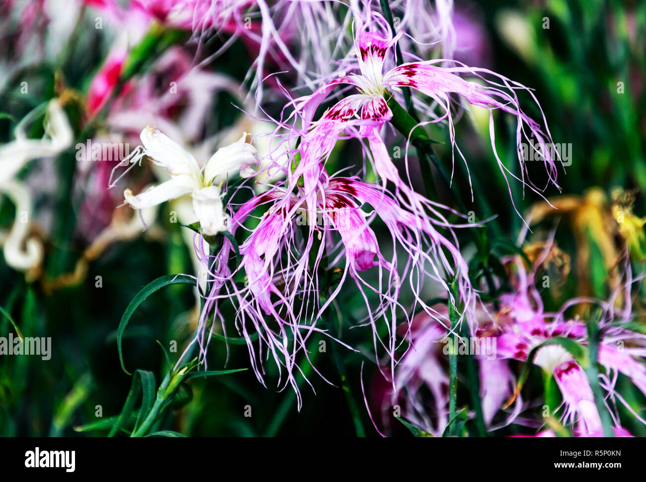 Fiori di garofano (Dianthus superbus) Foto Stock